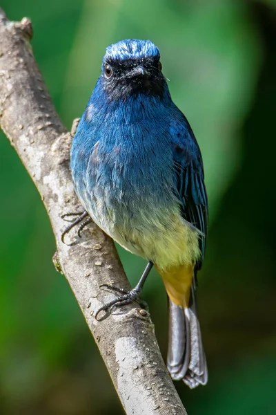 Hermoso Pájaro Color Azul Conocido Como Rufous Vented Flycatcher Encaramado — Foto de Stock