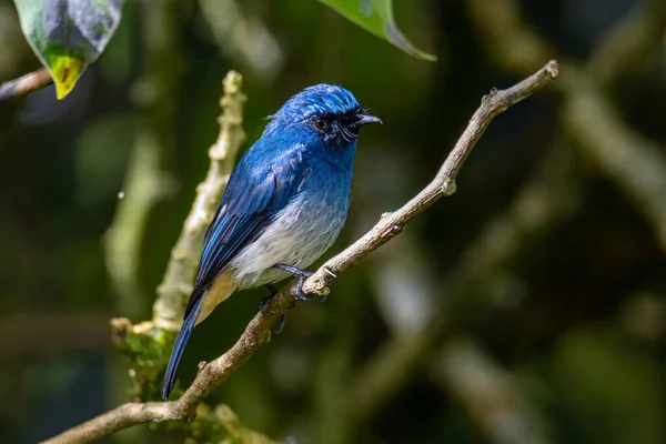 Beautiful blue color bird known as Rufous Vented Flycatcher perched on a tree branch at nature habits in Sabah, Borneo