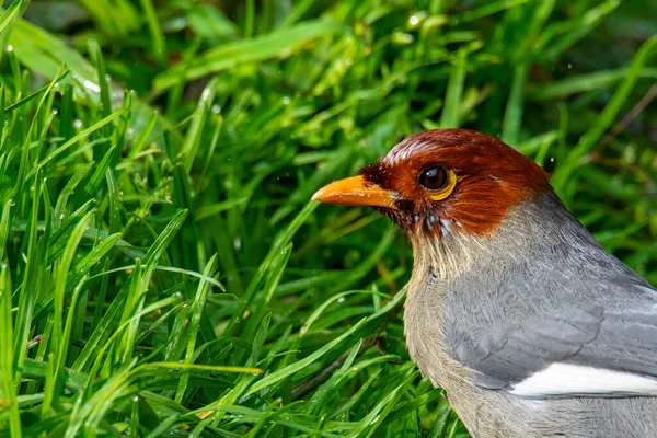 Natura Fauna Selvatica Immagine Uccello Incappucciato Castagno Mughetto Riso Sul — Foto Stock