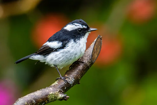 Nature Wildlife Madár Faj Little Pied Flycatcher Egy Faágon Található — Stock Fotó