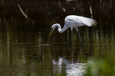 Malezya 'nın Sabah, Kota Kinabalu kentindeki Egret kuşunun doğa görüntüsü. Sığır balıkçıl kuşu ürperiyor.