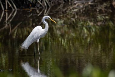 Malezya 'nın Sabah, Kota Kinabalu kentindeki Egret kuşunun doğa görüntüsü. Sığır balıkçıl kuşu ürperiyor.