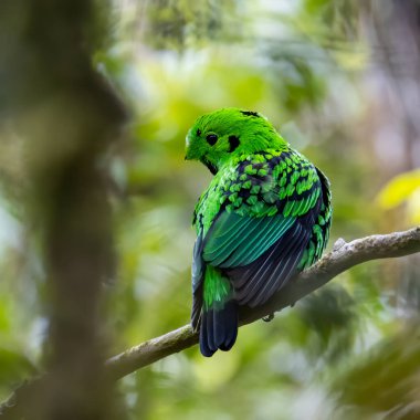 Bir dalın üzerine tünemiş güzel yeşil kuş şeklindeki vahşi yaşam görüntüsü. Whitehead 'in Borneo' ya özgü Broadbill kuşu
