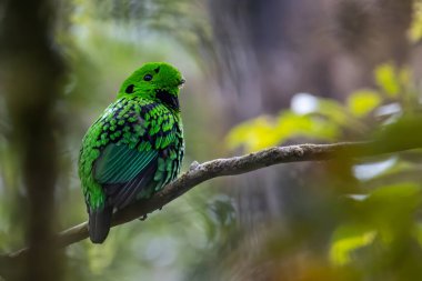 Bir dalın üzerine tünemiş güzel yeşil kuş şeklindeki vahşi yaşam görüntüsü. Whitehead 'in Borneo' ya özgü Broadbill kuşu