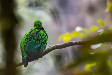 Bir dalın üzerine tünemiş güzel yeşil kuş şeklindeki vahşi yaşam görüntüsü. Whitehead 'in Borneo' ya özgü Broadbill kuşu