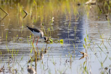 Siyah kanatlı, çeltik tarlasında yürürken çekilmiş şirin vahşi yaşam görüntüsü..