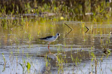 Siyah kanatlı, çeltik tarlasında yürürken çekilmiş şirin vahşi yaşam görüntüsü..
