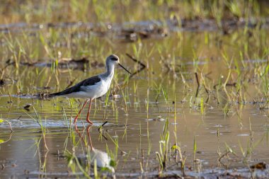 Siyah kanatlı, çeltik tarlasında yürürken çekilmiş şirin vahşi yaşam görüntüsü..