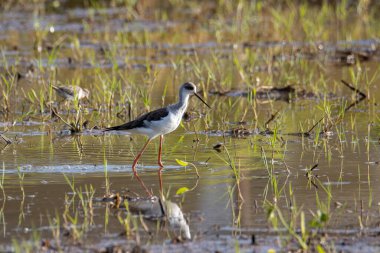 Siyah kanatlı, çeltik tarlasında yürürken çekilmiş şirin vahşi yaşam görüntüsü..