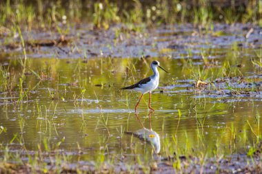 Siyah kanatlı, çeltik tarlasında yürürken çekilmiş şirin vahşi yaşam görüntüsü..