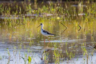 Siyah kanatlı, çeltik tarlasında yürürken çekilmiş şirin vahşi yaşam görüntüsü..