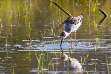 Siyah kanatlı, çeltik tarlasında yürürken çekilmiş şirin vahşi yaşam görüntüsü..