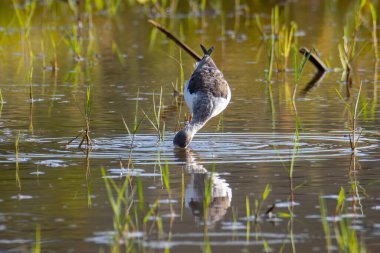 Siyah kanatlı, çeltik tarlasında yürürken çekilmiş şirin vahşi yaşam görüntüsü..