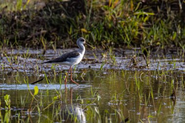 Siyah kanatlı, çeltik tarlasında yürürken çekilmiş şirin vahşi yaşam görüntüsü..