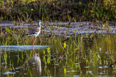 Siyah kanatlı, çeltik tarlasında yürürken çekilmiş şirin vahşi yaşam görüntüsü..