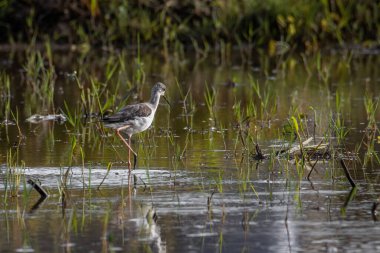 Siyah kanatlı, çeltik tarlasında yürürken çekilmiş şirin vahşi yaşam görüntüsü..