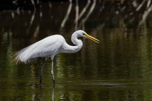 Nature Wildlife Image Egret Bird Wetland Center Kota Kinabalu Sabah — Stock Photo, Image