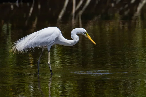 Naturaufnahme Eines Reihers Auf Dem Feuchtgebietszentrum Kota Kinabalu Sabah Malaysia — Stockfoto