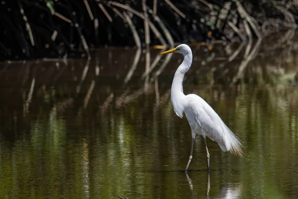 Natureza Imagem Vida Selvagem Pássaro Egret Centro Zonas Húmidas Kota — Fotografia de Stock
