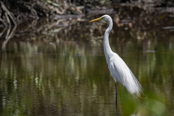 马来西亚沙巴Kota Kinabalu湿地中心Egret鸟的自然野生动物形象 — 图库照片