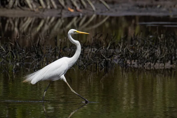 Nature Wildlife Image Egret Bird Wetland Center Kota Kinabalu Sabah — Stock Photo, Image