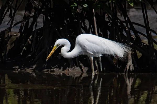 Natureza Imagem Vida Selvagem Pássaro Egret Centro Zonas Húmidas Kota — Fotografia de Stock