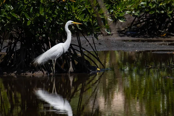 Natura Dzikiej Przyrody Obraz Egret Ptaka Centrum Mokradeł Kota Kinabalu — Zdjęcie stockowe