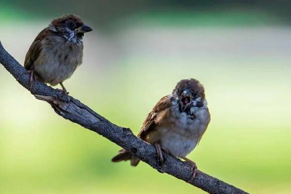 Wiesenpieper Vogel Mit Schöner Natur Kulisse — Stockfoto