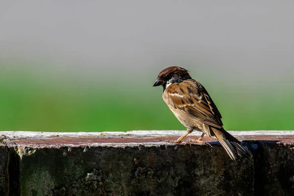 Weide Pipit Vogel Met Mooie Natuur Achtergrond — Stockfoto