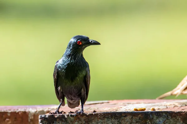 Asiatique Brillant Étourneaux Oiseau Debout Avec Nature Fond Vert — Photo