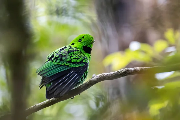 Φύση Άγριας Ζωής Εικόνα Του Όμορφου Bird Πράσινο Broadbill Σκαρφαλώνει — Φωτογραφία Αρχείου