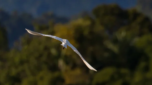 Naturen Vilda Bilden Great Egret Fågel Flyger Runt Paddy Fält — Stockfoto
