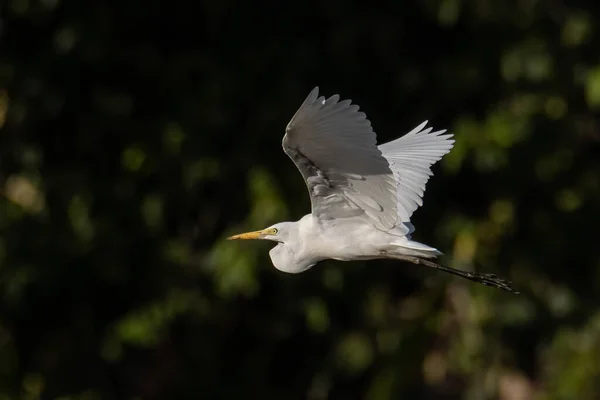 Naturen Vilda Bilden Great Egret Fågel Flyger Runt Paddy Fält — Stockfoto