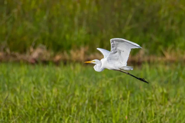 水田の周りを飛ぶグレート イーグレット鳥の自然野生動物のイメージ — ストック写真