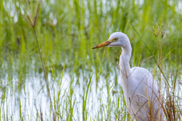 水田に大サギの鳥の散歩の自然野生動物のイメージ — ストック写真