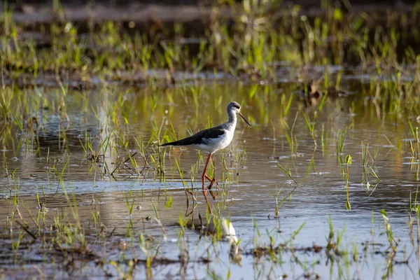 Natuur Wild Beeld Van Schattige Zwart Gevleugelde Steltvogel Lopen Padie — Stockfoto