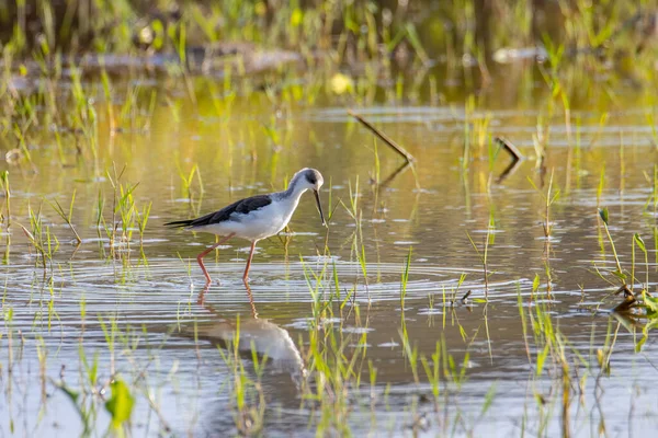 Naturen Vilt Bild Söta Svartbevingade Stilt Fågel Promenad Paddy Arkiverade — Stockfoto