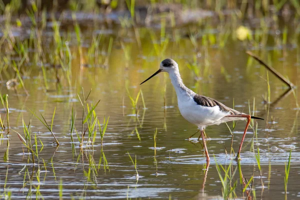 Natuur Wild Beeld Van Schattige Zwart Gevleugelde Steltvogel Lopen Padie — Stockfoto