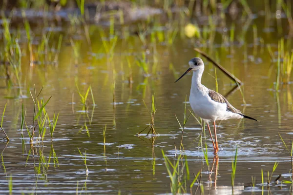 Natuur Wild Beeld Van Schattige Zwart Gevleugelde Steltvogel Lopen Padie — Stockfoto