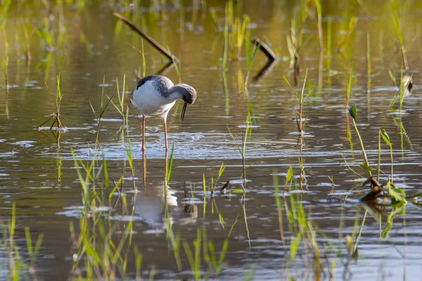 在稻田上漫步的可爱的黑翼高脚鸟的自然野生动物形象 — 图库照片