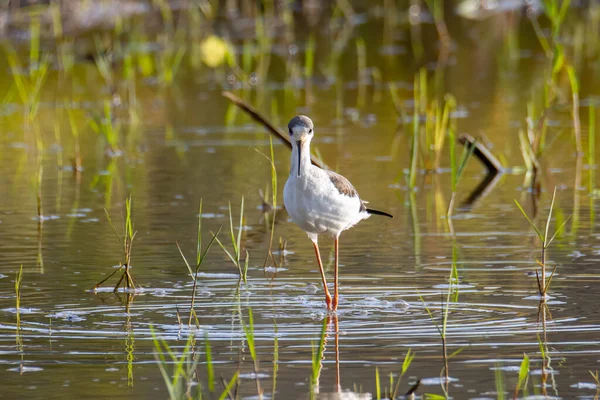 Natuur Wild Beeld Van Schattige Zwart Gevleugelde Steltvogel Lopen Padie — Stockfoto