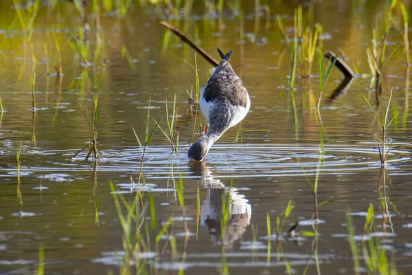 Natürliche Tierwelt Bild Von Niedlichen Stelzenvogel Spaziergang Auf Reis Eingereicht — Stockfoto