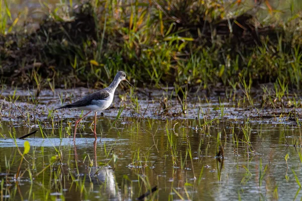 Natürliche Tierwelt Bild Von Niedlichen Stelzenvogel Spaziergang Auf Reis Eingereicht — Stockfoto