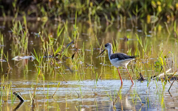 在稻田上漫步的可爱的黑翼高脚鸟的自然野生动物形象 — 图库照片