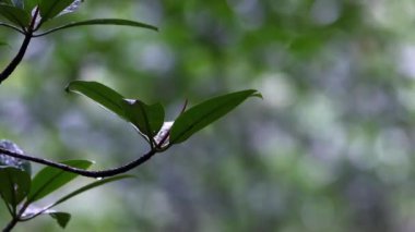 Yeşil yaprakların üzerine taze yağmur damlası..