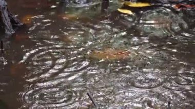 Mangrov ormanına taze yağmur damlaları