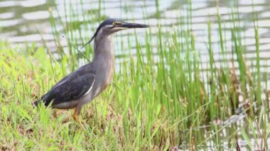 Küçük balıkçıl gölün kenarında durup yiyecek arıyor..