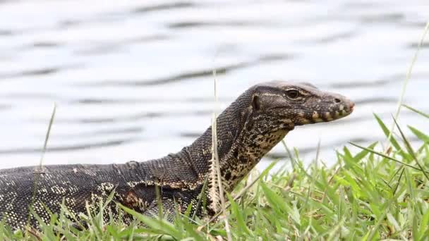 Monitor Lizard Asian Water Monitor Also Common Water Monitor Large — Stock Video