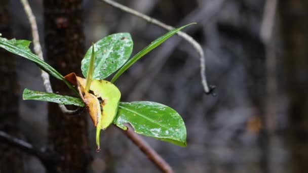 Goutte Pluie Fraîche Sur Les Feuilles Vertes Sur Forêt Mangroves — Video