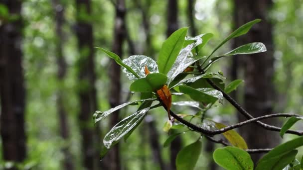 Goutte Pluie Fraîche Sur Les Feuilles Vertes Sur Forêt Mangroves — Video